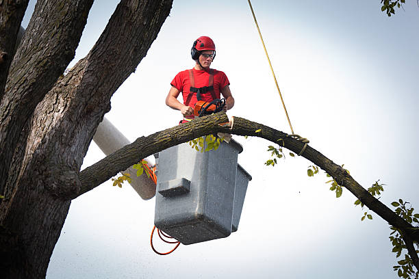 How Our Tree Care Process Works  in  Hillsborough, NJ